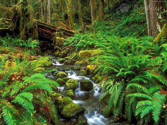 Vườn quốc gia Hoàng Liên Sơn Vườn quốc gia Hoàng Liên Sơn