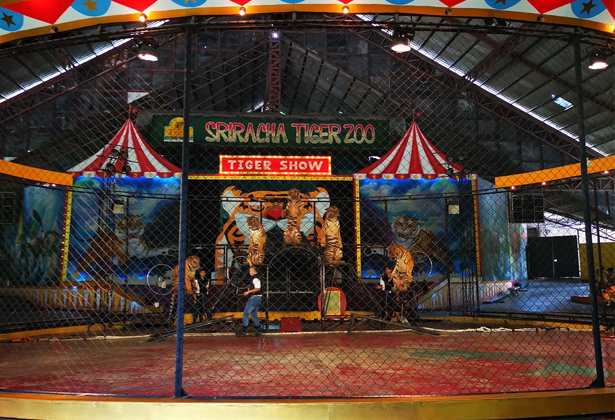 Sriracha Tiger Zoo- Điểm du lịch nổi tiếng của Thái Lan Sriracha Tiger Zoo- Điểm du lịch nổi tiếng của Thái Lan